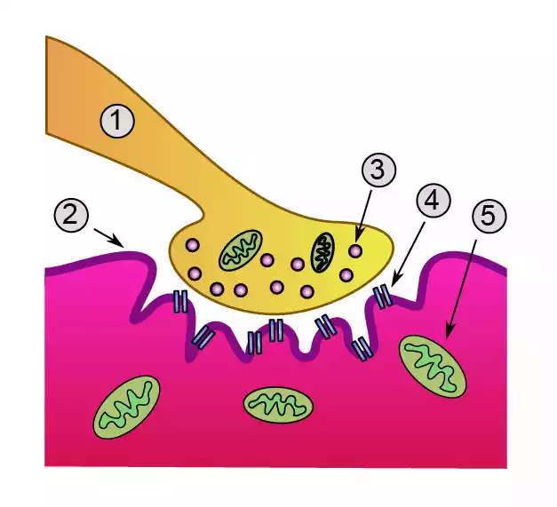 Lambert Eaton Syndrome