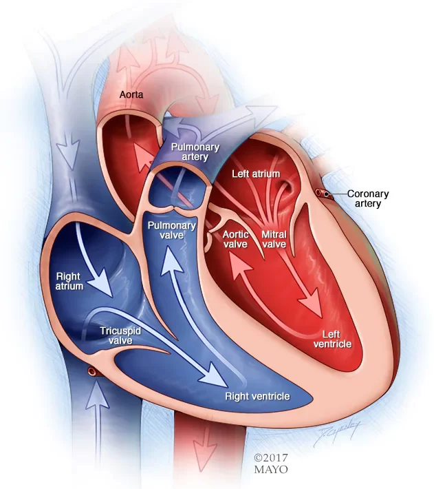 Mitral Valve