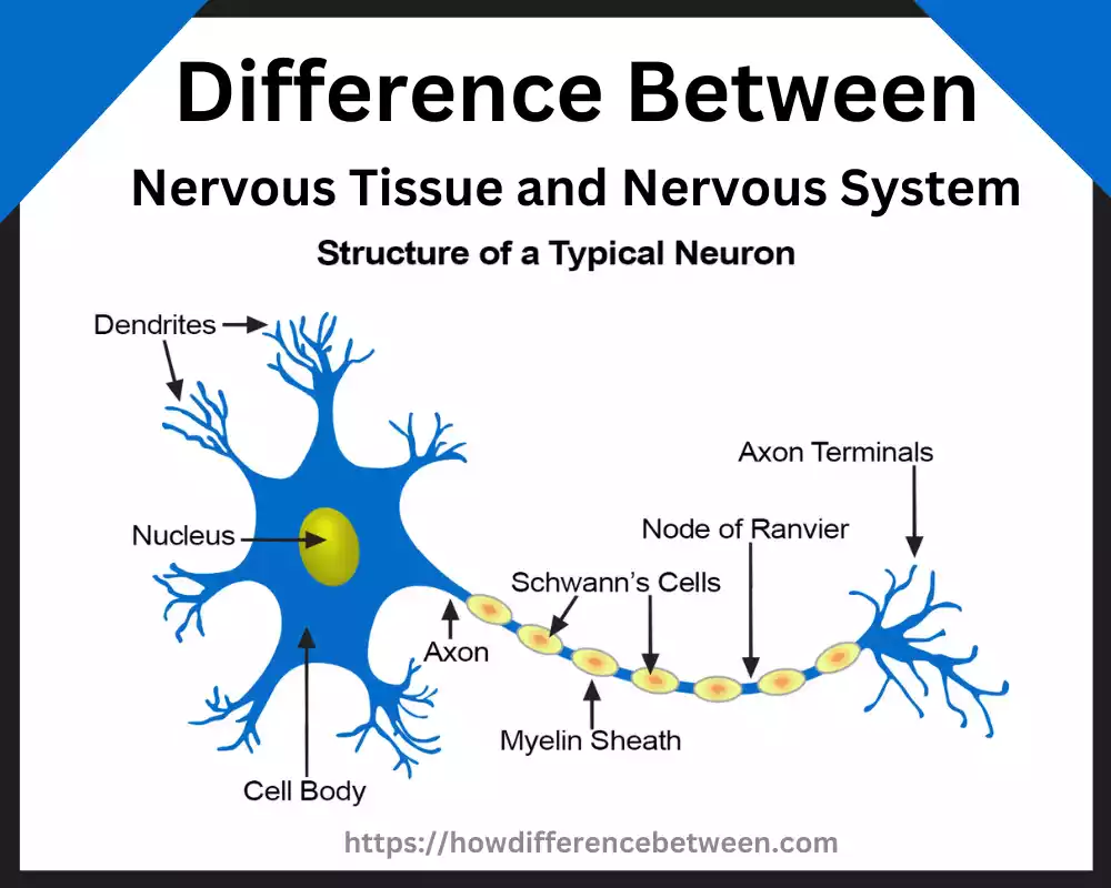 Nervous Tissue and Nervous System 12 best difference you can’t imagine