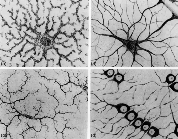 Nervous Tissue