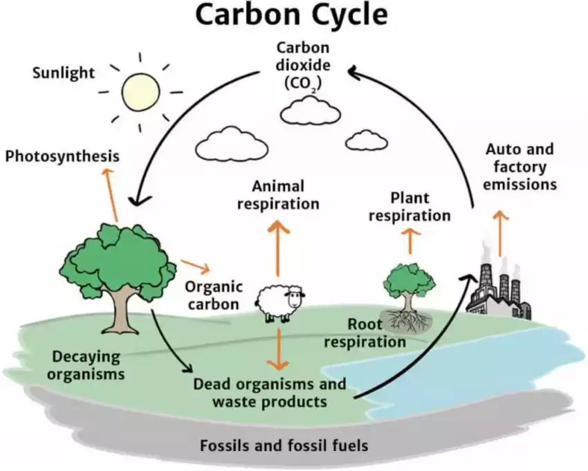 Carbon Cycle