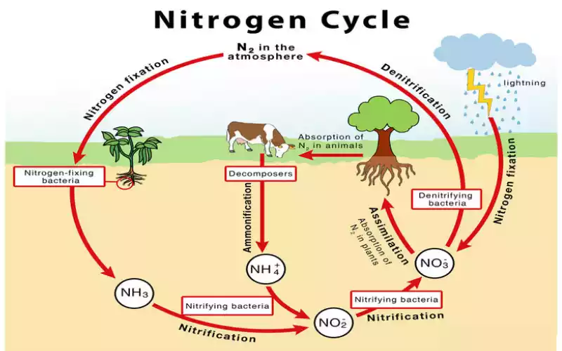 Nitrogen Cycle