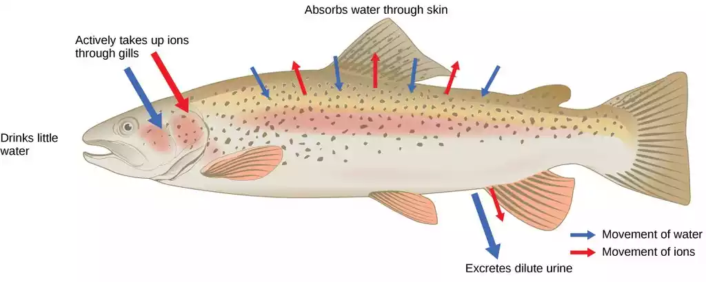 Osmoregulation