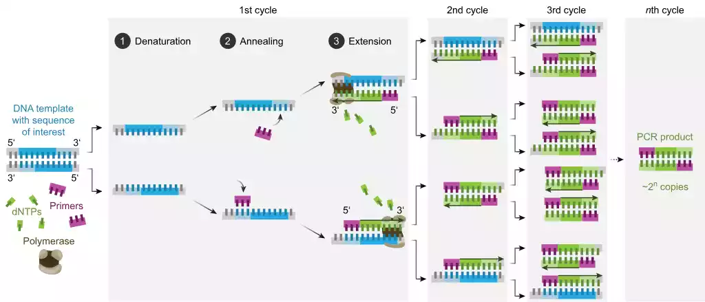 PCR