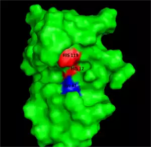 RNASE A