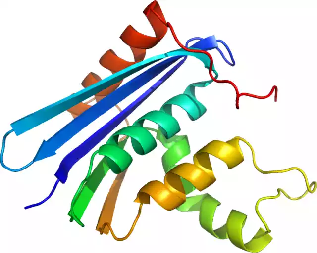 RNASE H