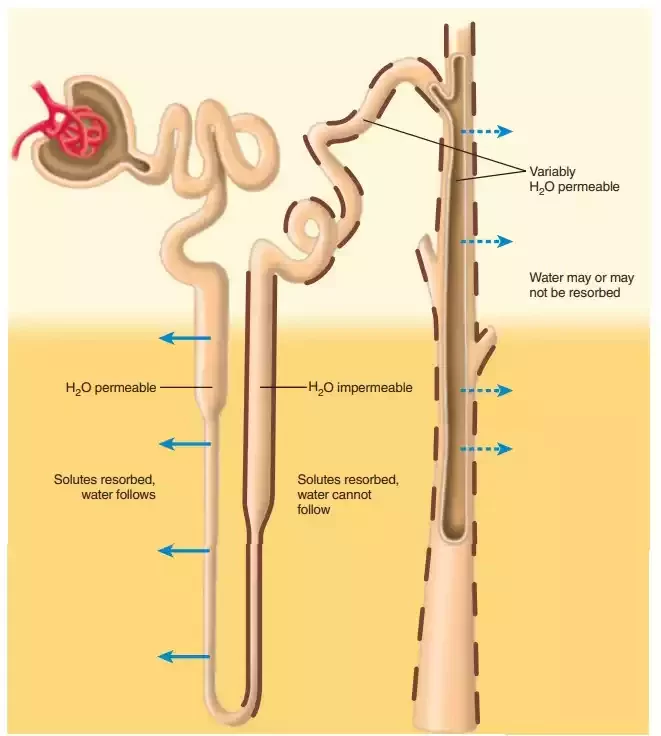 Reabsorption