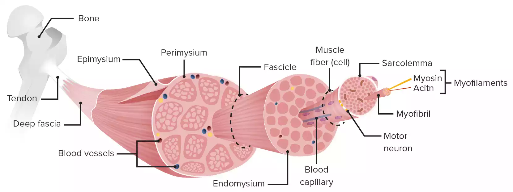 Skeletal Muscle Contraction