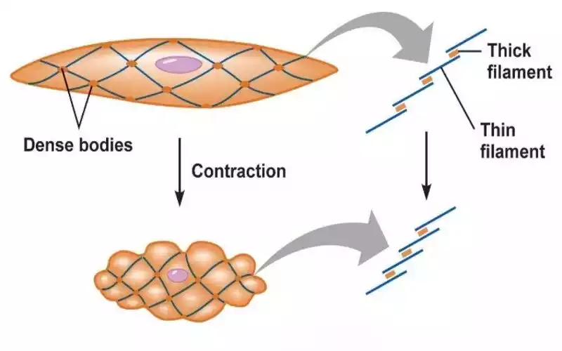 Smooth Muscle Contraction