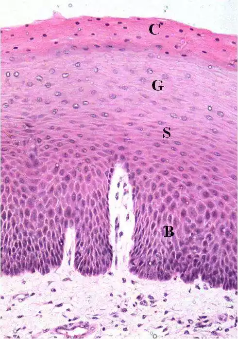 Stratum Basale