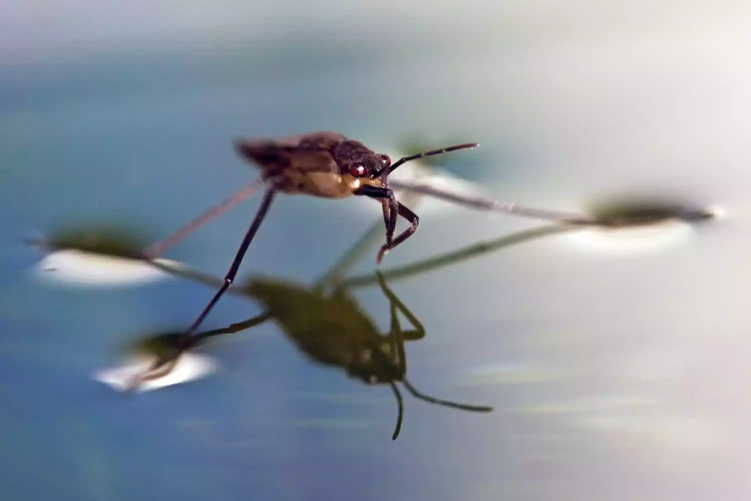 Surface Tension