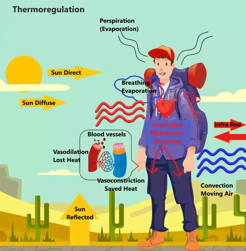 Thermoregulation