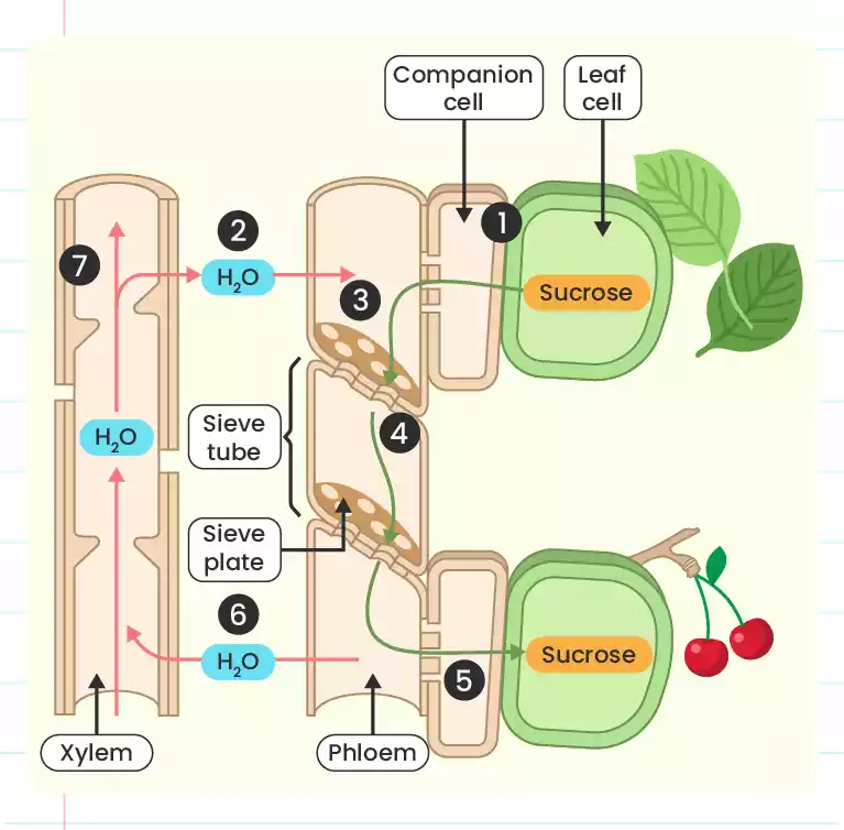 Translocation