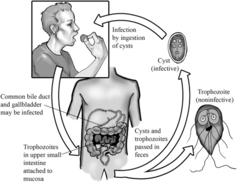 Trophozoite