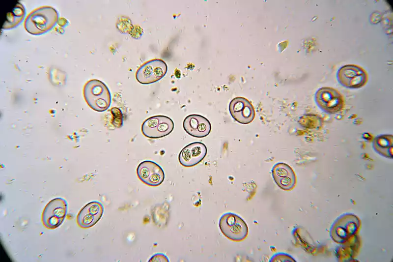 Similarities between Coccidia and Giardia